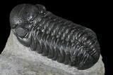 Austerops Trilobite - High Quality Specimen #174729-4